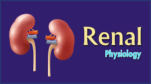 Renal Physiology